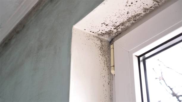 Best Affordable Mold Removal  in Moorestown Lenola, NJ