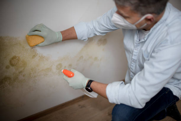 Best Black Mold Removal  in Moorestown Lenola, NJ