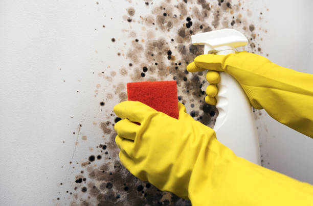 Best Local Mold Removal Service  in Moorestown Lenola, NJ